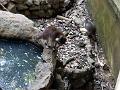 17a - Parc des Mamelles - Zoo 004